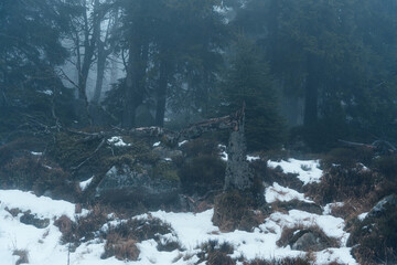 Herbstliche Nebellandschaft im Harzer Gebirge