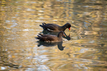 A pair of Moorhens on the water at a local pond in Nottingham, UK.
