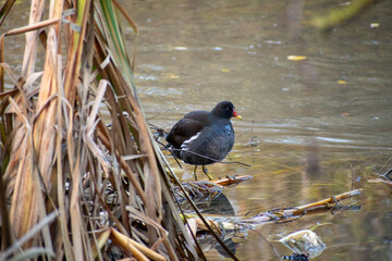 A Moorhen foraging for food near the reeds at a local pond.