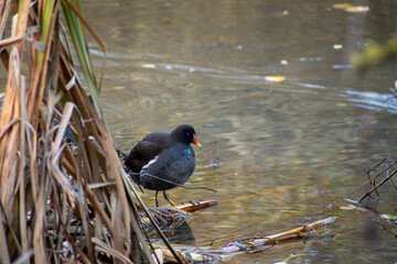 A Moorhen foraging for food near the reeds at a local pond.