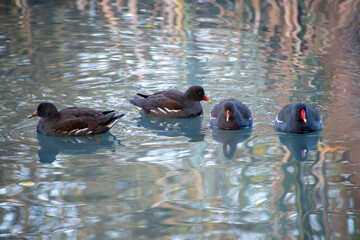 Four Moorhens on the water at a local pond in Nottingham, UK.