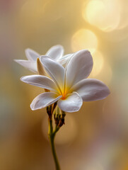 Fototapeta premium Elegant white plumeria flowers glowing with warm golden light and soft bokeh background creating a serene and peaceful floral composition