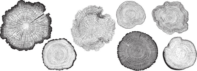 Detailed tree rings in engraving style resemble topographic lines, perfect for nature-inspired, vintage, and eco-conscious graphic design projects.