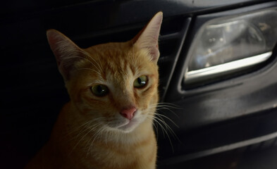 Cat looking at camera, normal cat photography