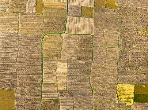 Aerial view of golden and brown fields stitched together by thin green paths, creating a patchwork quilt from above, Naogaon, Rajshahi Division, Bangladesh.