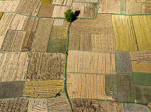 Aerial view of golden rice paddies create a patchwork quilt under the watchful eye of a lone tree, Naogaon, Rajshahi Division, Bangladesh.