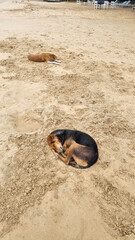Look at the dogs on Sri Lanka they love sleeping on the sand and sunbathing. Some also enjoy playing in the water, running around happily. I really adore them