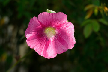 Fototapeta premium Blühende rosa Hibiskus Blume , Deutschland