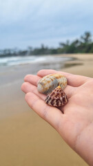 Seashells in a hand. Hand holding seashell at beach. Handful of seashells in hand. Shells on the palm against the sea background. Bunch of shells in hand.