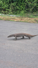 Large Komodo dragon walking in the sunlight on rinca island, one of the only places in the world where these impressive monitor lizards can be found in the wild