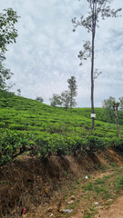 Vibrant tea plantation in Halpe Tea, Sri Lanka, with lush green hills and cool misty weather, ideal for tea cultivation