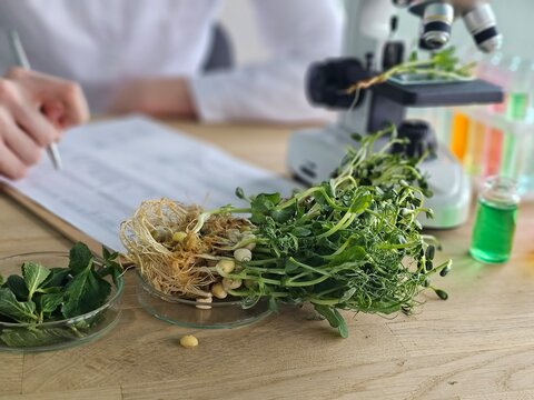 Researcher studies plant growth with microscope in a laboratory setting focusing on sprouting seeds and greenery concept