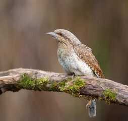 Eurasian Wryneck perched on a mossy branch in natural habitat