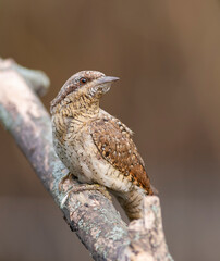 Male Eurasian Wryneck turning its head almost 180 degrees