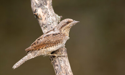 Eurasian Wryneck portrait on a plain blurred yellow-brown background