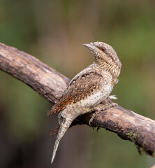Wary Eurasian Wryneck looking to the side on a branch