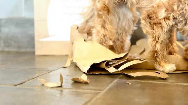Mischievous Small Dog Destroying a Brown Paper Bag &ndash; Fun Pet Behavior