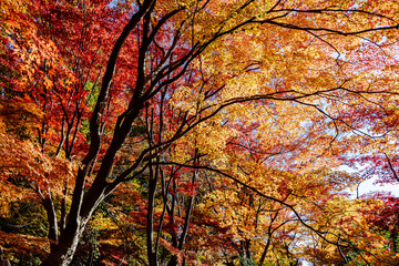 紅葉