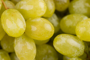 a branch of ripe, beautiful green grapes lying on the table, covered with drops of water, wet fruits of pure green grapes on a branch on the table during cooking