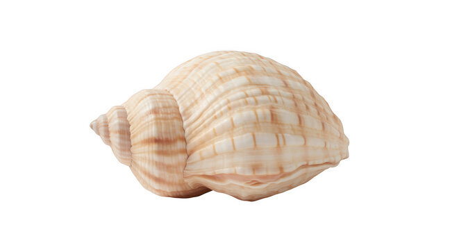 Seashell isolated on transparent background