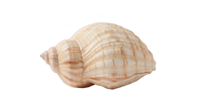 Seashell isolated on transparent background