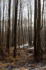 Fototapeta premium a swamp with trees in the cold winter season, covered with white snow in the cold season a dangerous swamp after frosts, a swamp in the forest in the evening