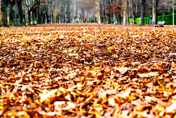 Fallen leaves covering the ground in an autumnal park in Font Nova i Passeig Maristany in Camprodon, Girona