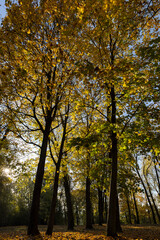 Fototapeta premium yellow foliage on maples growing in the autumn , maples with yellowing foliage in sunny weather in autumn