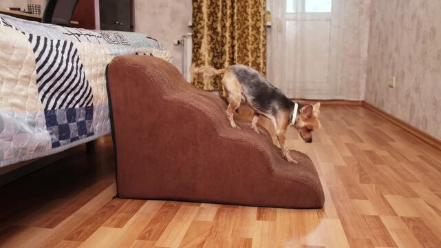 Tiny dog carefully walking down soft bedside pet stairs from high bed in slow motion, cozy bedroom interior, safe access for small or senior pets - Powered by Adobe