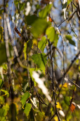 yellowing birch foliage in the autumn season against the background of the blue sky in sunny weather, beautiful changes of birch trees during the autumn cold snap