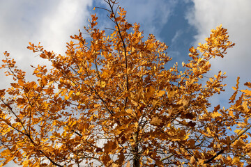 autumn oak foliage against the sky with clouds in early November, beautiful rusty oak foliage in the autumn season in sunny weather