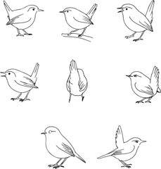 Set of Wren Bird Outline Drawings - Small Songbird Vector Line Art