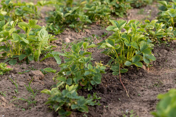 blooming green strawberries in dry summer weather, growing strawberries before the berries ripen in the hot season, strawberries need watering with water