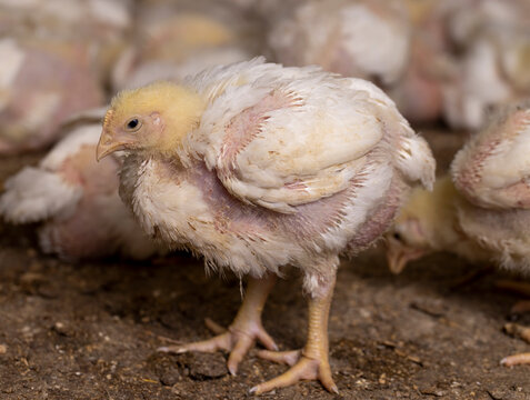 fat chickens in a large industrial enterprise in the field of poultry farming, fat young broiler chickens are fattened to ensure the industry