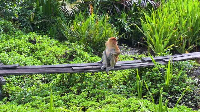 The proboscis monkey (kahau) lives in the Labuk Bay Nature Reserve on the island of Borneo. The long-nosed monkeys rest in the shade of the trees, squatting against the foliage. Kalimantan. Malaysia. 