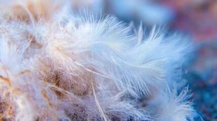 Obraz premium Close-up view of delicate white feathers resting on a textured surface