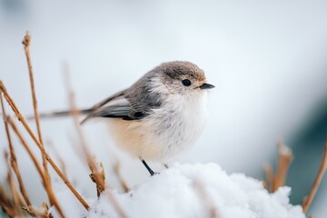 Naklejka premium Small bird is standing on a snow covered branch
