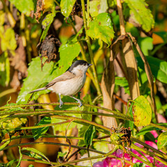 A small bird with brown and black feathers curiously explores lush green plants