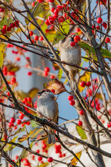 Two sparrows enjoy a snack of vibrant red berries on branches, surrounded by autumn colors