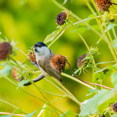 A small bird enjoys a moment resting on a sunflower, surrounded by lush greenery and warm sunshine