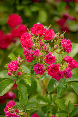 Bright pink roses flourish in a lush garden, showcasing nature's exquisite beauty and colors
