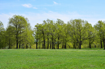 Vibrant Green Meadow with a Line of green Trees Under Blue Sky