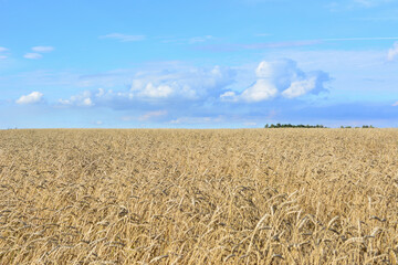 Golden Wheat Field Under a Blue Sky with  stunning Clouds