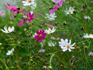 Pink and white Cosmos flowers flowering in nature.
