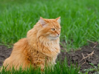 A Ginger cat sitting in green grass outdoors.