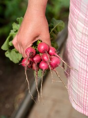 Woman hand holding a bunch of radishes. Close-up
