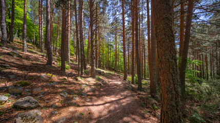 Fototapete bei efototapeten.de bestellen   