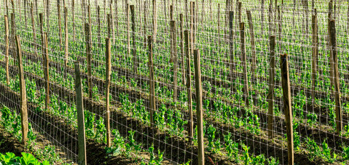 green rows of vegetable plants closeup, beans and peas on agricultural farm background.