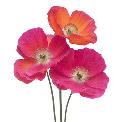Fototapeta premium Pink and orange poppy flowers with delicate petals and green stems, isolated on transparent background, evoke sense of elegance and natural beauty for floral design projects