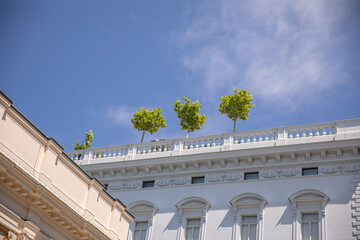Green rooftops in the city. They symbolize biophilic design, improve concentration, reduce stress, and increase employee productivity.